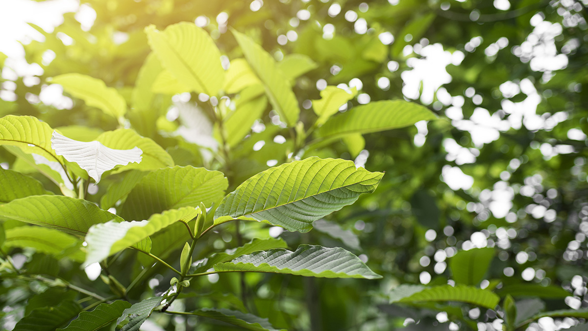 picture of kratom plant