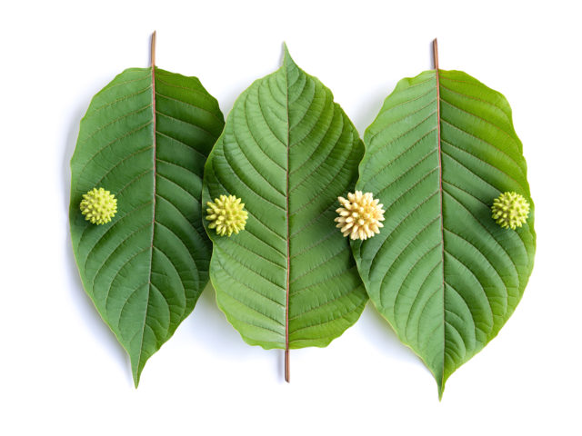 Kratom leaves