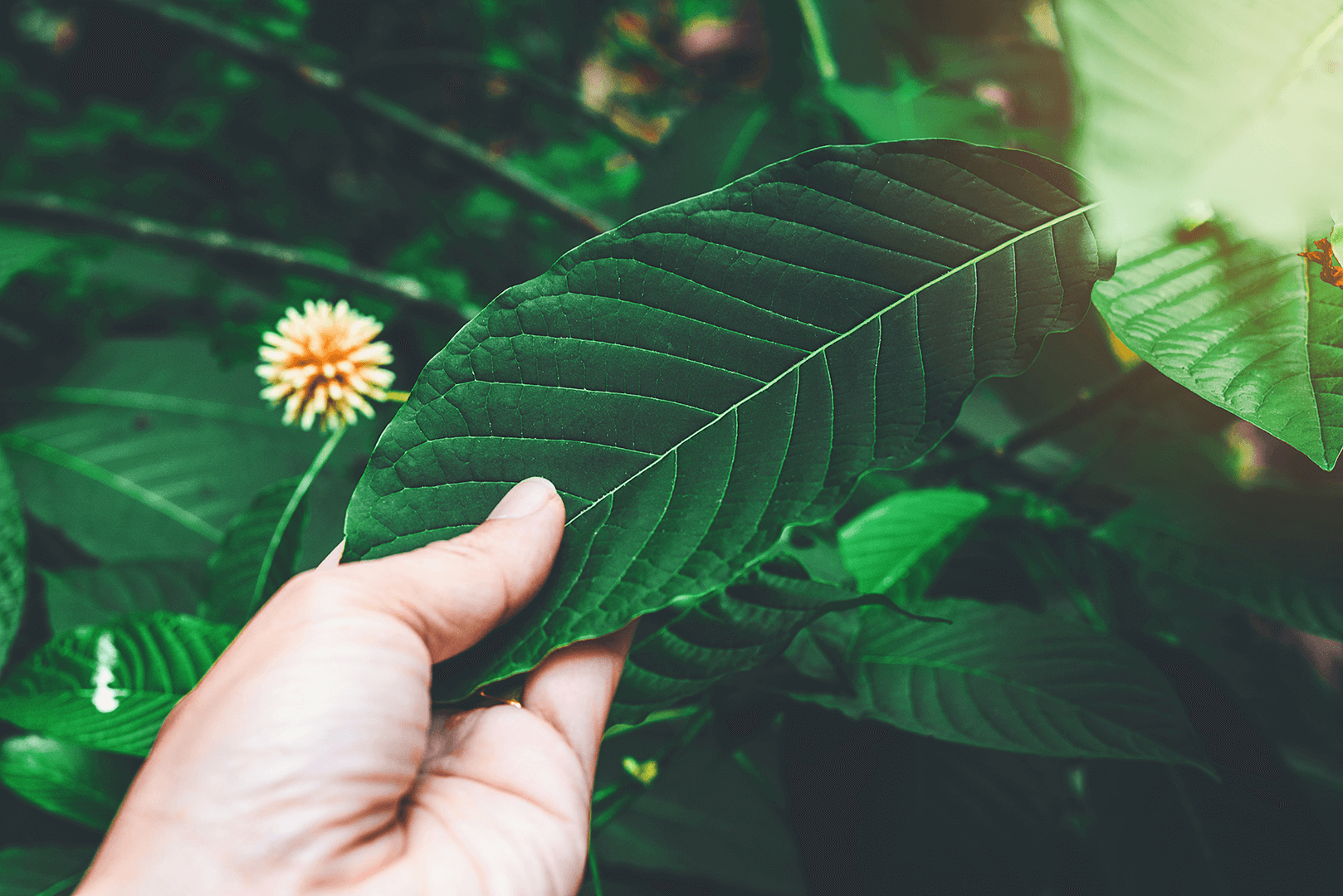 Korth Cottage Leaves (Kratom flowers) growing in nature are addictive and medical