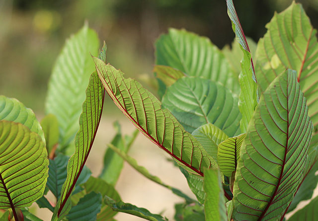 freezing kratom