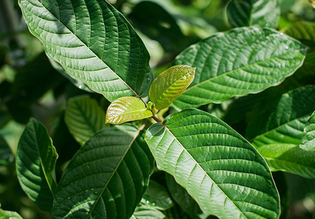 Kratom leaves