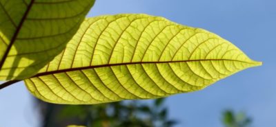 The History of Red Kratom