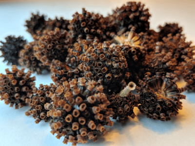 Kratom plant seeds