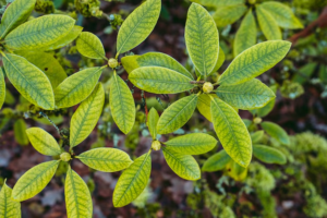 Indo Kratom vs Maeng Da