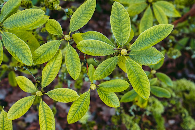 Indo Kratom vs Maeng Da